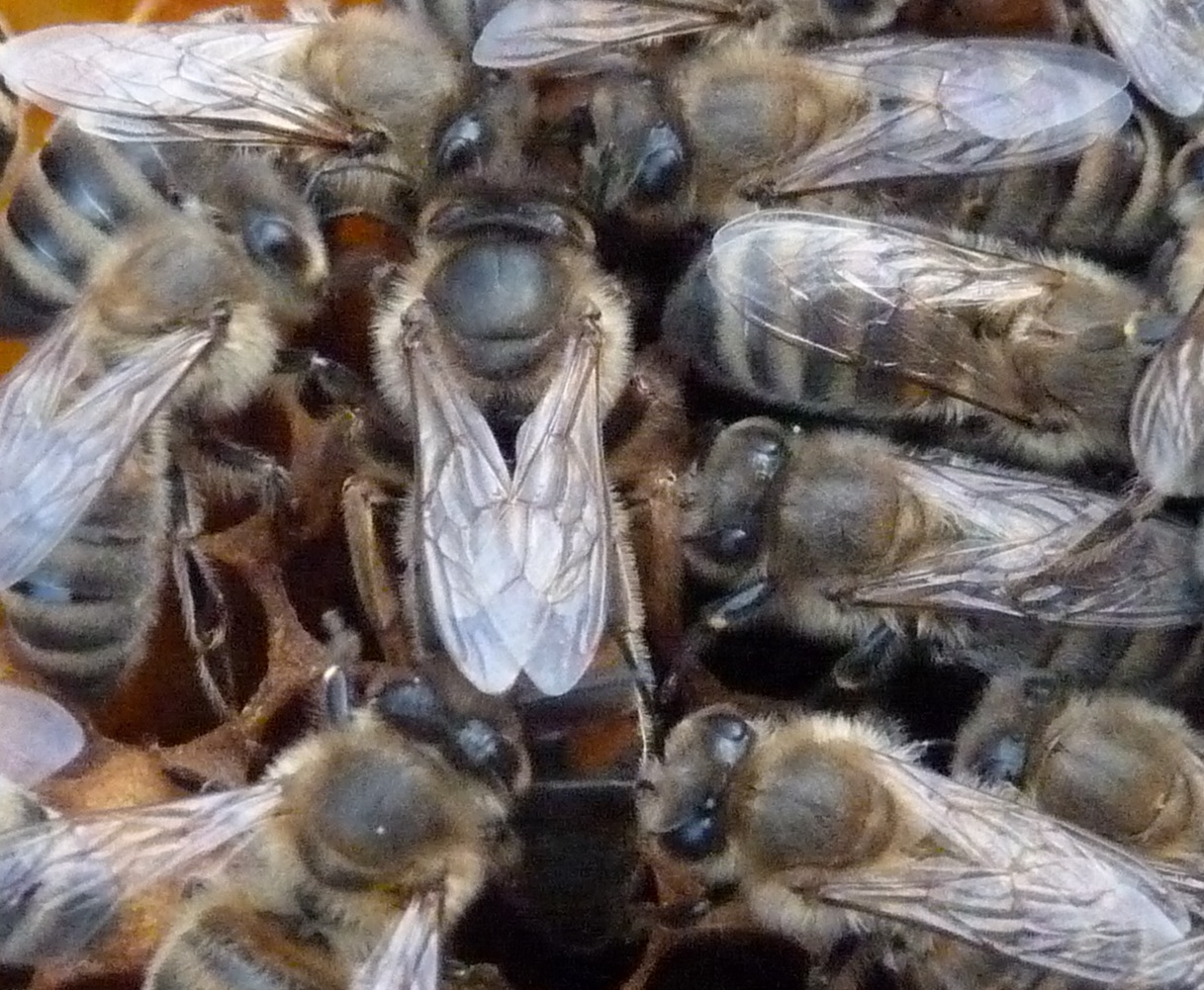 Carnica Bee Queen laying Egg